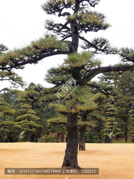從故宮外花園看東京天際線