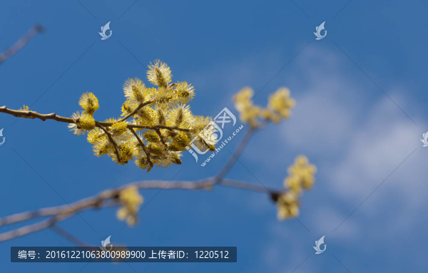 柳枝
