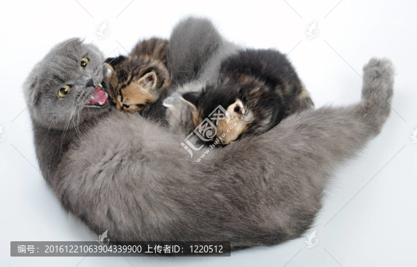 貓媽媽給小貓喂奶