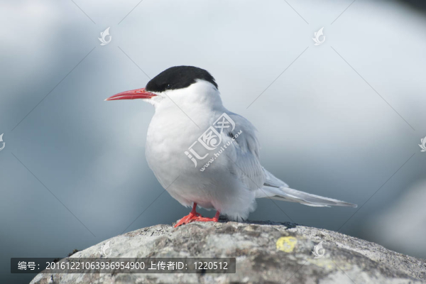 南極燕鷗。