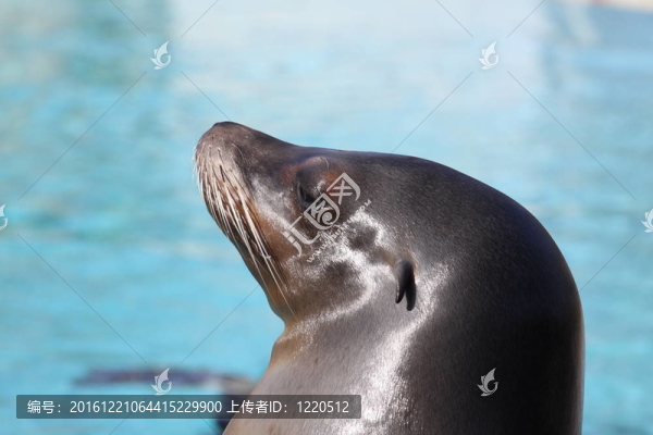 港海豹