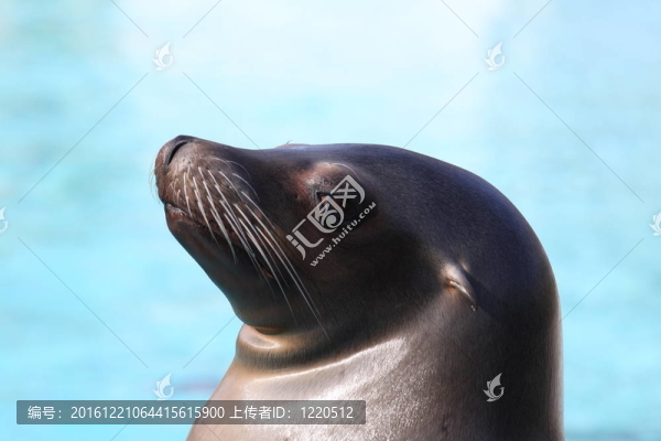 港海豹