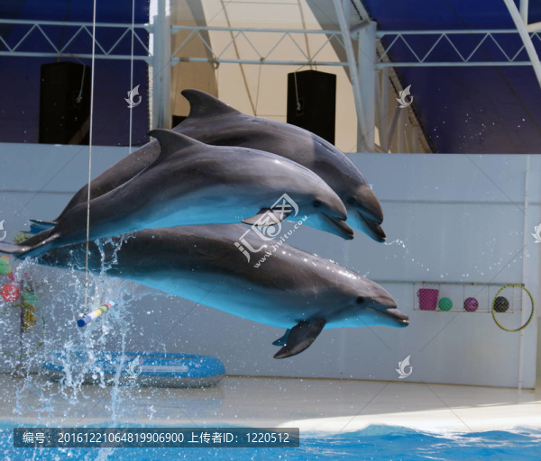 海豚