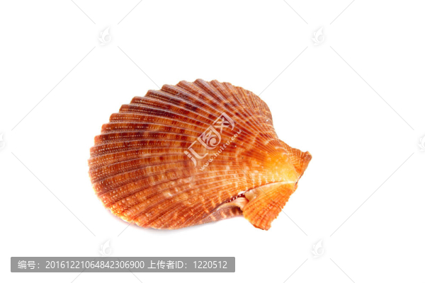 櫛孔扇貝的療養(yǎng)院