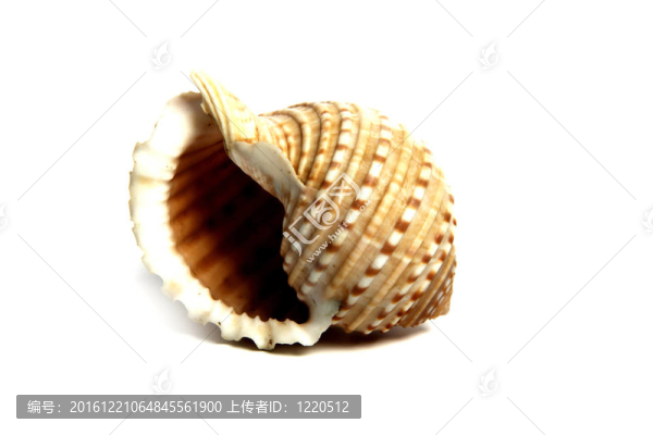 tessulata通納