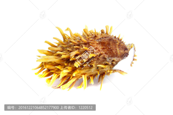 海菊蛤butleri