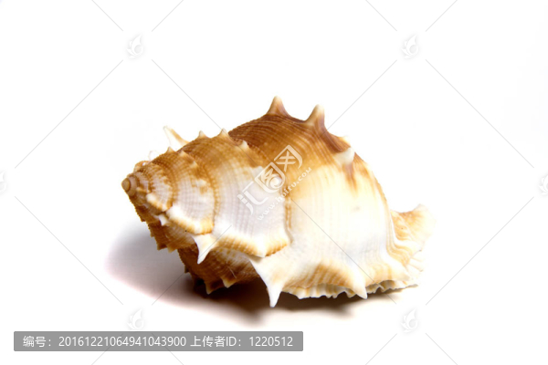 囊perelegans