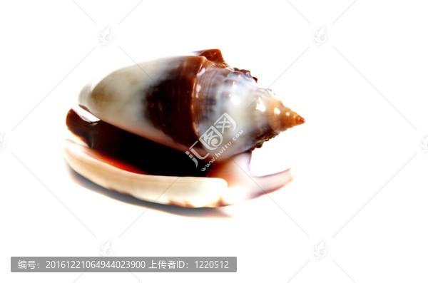 鳳螺泡