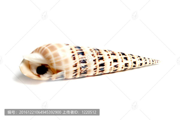 羅紋筍螺