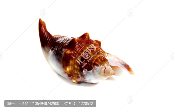 鳳螺泡