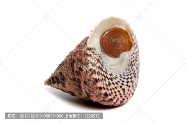 予圓錐