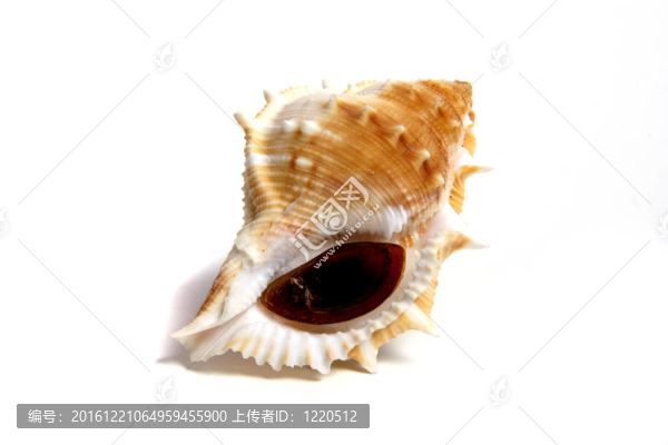 囊perelegans