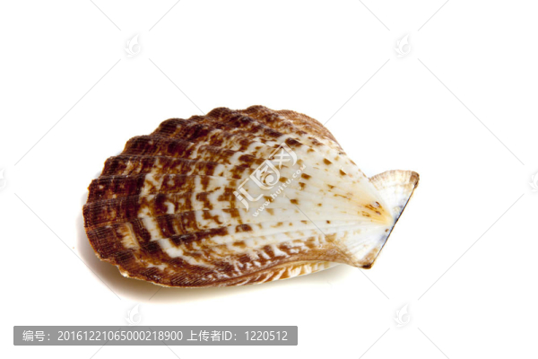 pectun齒舌