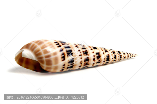 羅紋筍螺