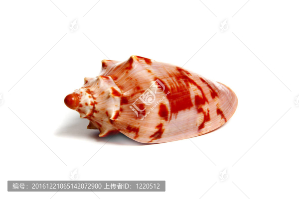 cymbiola,aulica