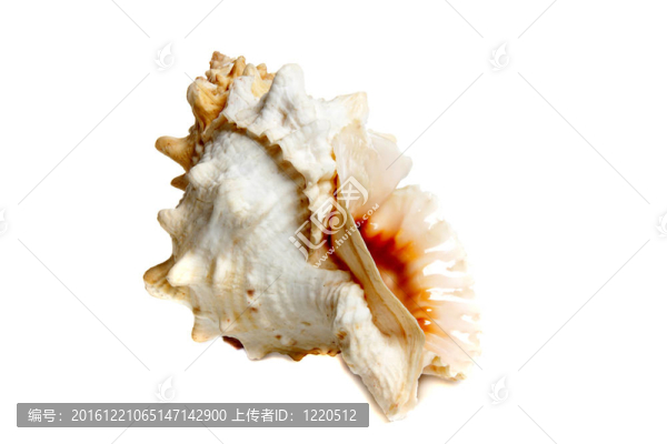 tutufa蟾蜍