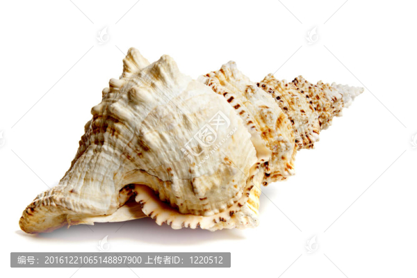 大白蛙螺
