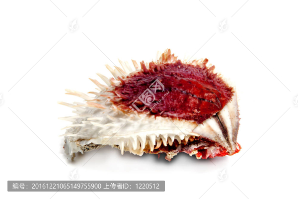 海菊蛤變易