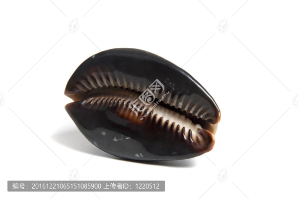 寶貝毛里塔尼亞