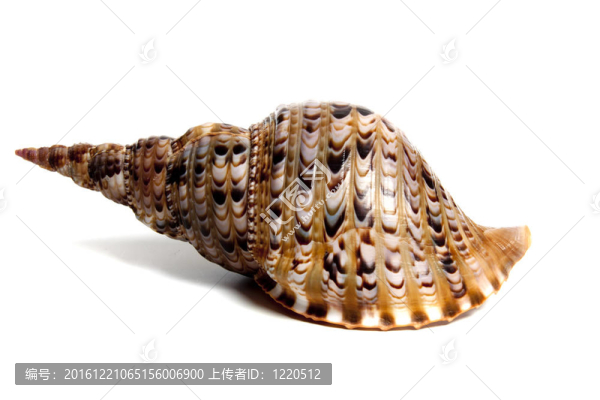 法螺