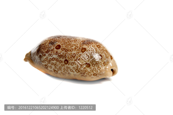 寶貝橙