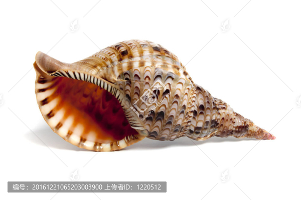 法螺