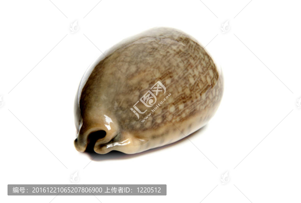 寶貝eglantina
