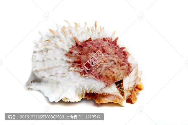 海菊蛤變易