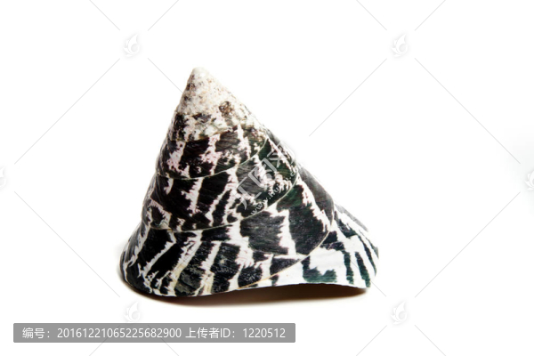 大馬蹄螺