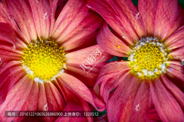 雛菊