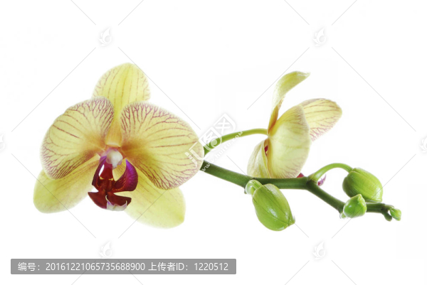 蘭花