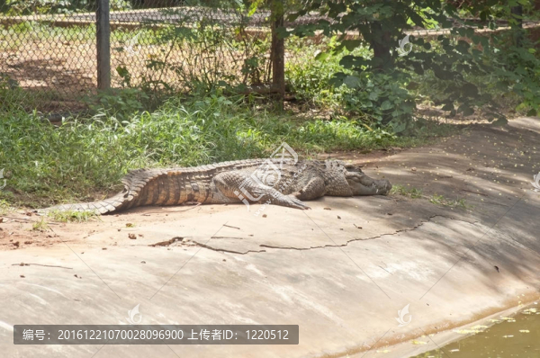 鱷魚