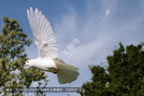 飛行中的白鴿