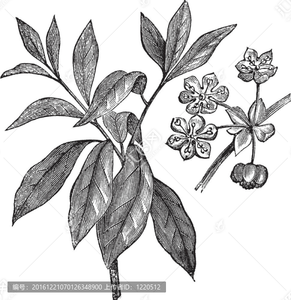 Lindera,benzoin或安息香水皰復(fù)古雕刻