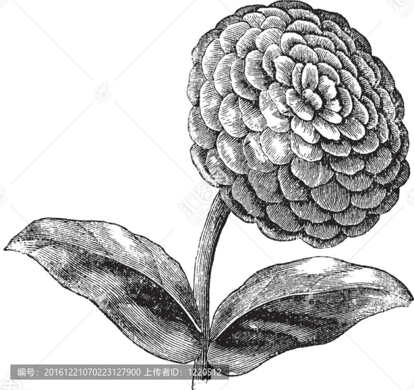 Zinnia或Zinnia線蟲復(fù)古雕刻