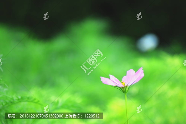 粉紅色的宇宙