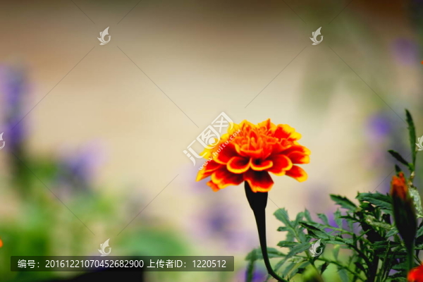 橙色萬壽菊