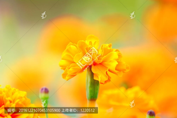 橙色萬壽菊