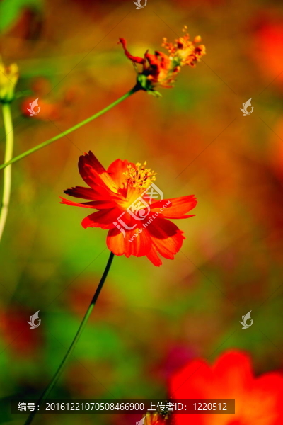紅菊花