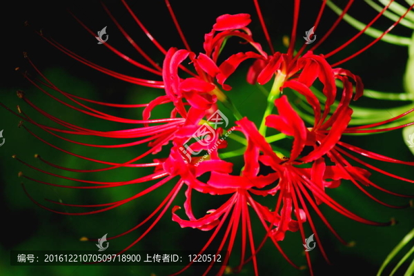 紅孤挺花