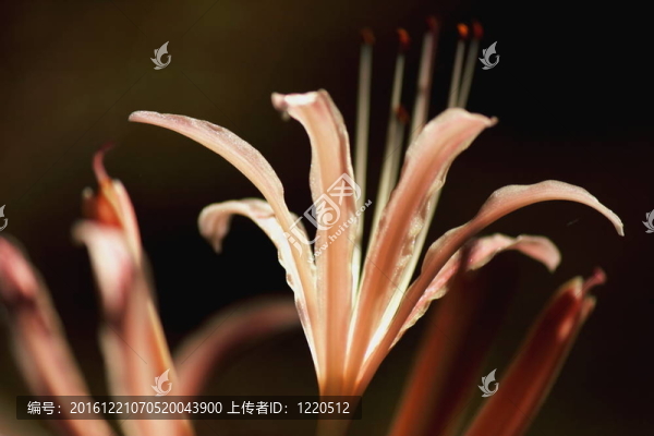 白色的孤挺花