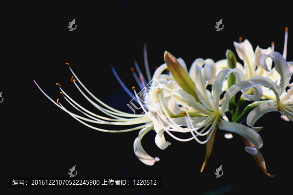 白色的孤挺花