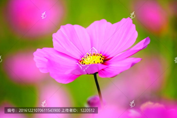 粉紅色的大波斯菊