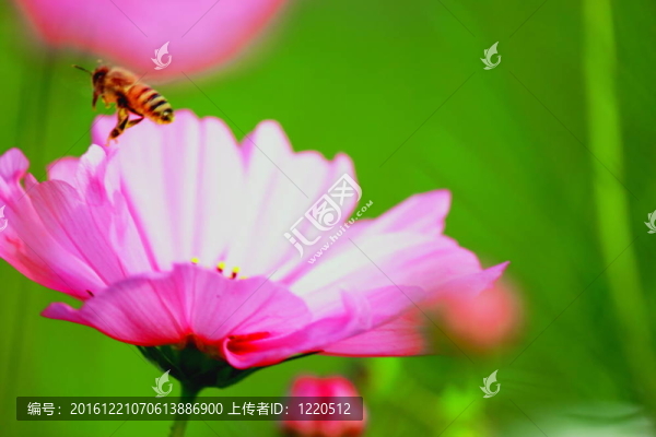 粉紅色的大波斯菊