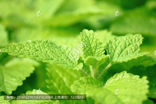 薄荷