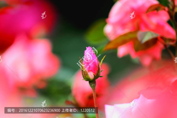 粉紅色的玫瑰