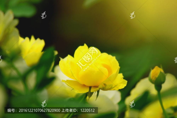 黃玫瑰