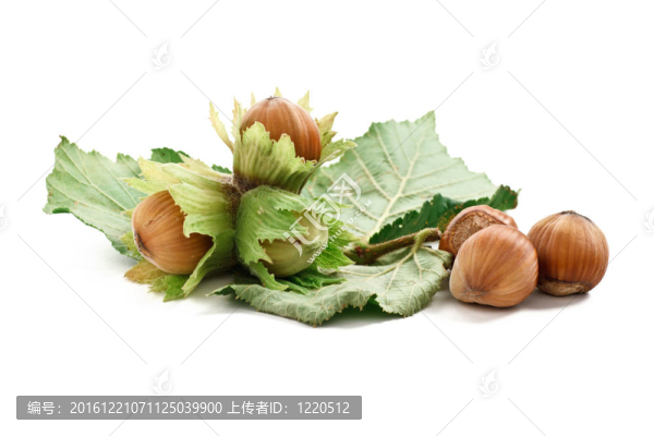 把榛子