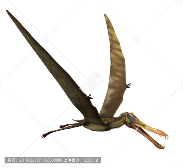 古魔翼龍恐龍?jiān)陲w行
