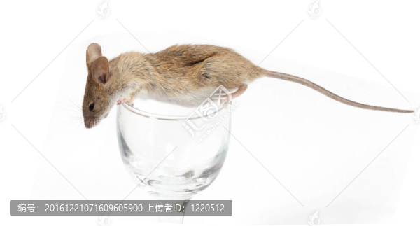 水晶玻璃里的老鼠